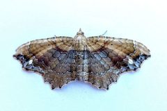 Herreshoffia gracea by (c) jimeckert49, some rights reserved (CC BY). Used under a CC-BY license.