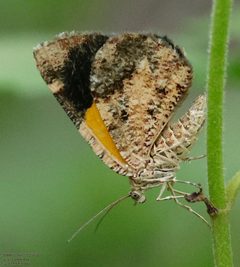 Heterusia atalantata by (c) John Rosford, some rights reserved (CC BY), uploaded by John Rosford. Used under a CC-BY license.