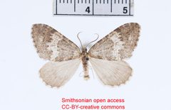 Hydriomena albifasciata by no rights reserved, uploaded by Andreas Manz. Used under a CC0 license.
