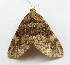 Hydriomena catalinata by (c) jimeckert49, some rights reserved (CC BY). Used under a CC-BY license.