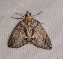 Hydriomena chiricahuata by (c) Laura Gaudette, some rights reserved (CC BY), uploaded by Laura Gaudette. Used under a CC-BY license.