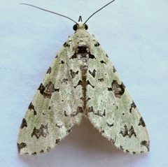 Hydriomena costipunctata by (c) jimeckert49, some rights reserved (CC BY). Used under a CC-BY license.