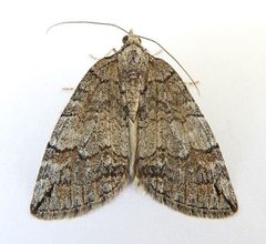 Hydriomena peratica by (c) jimeckert49, some rights reserved (CC BY). Used under a CC-BY license.
