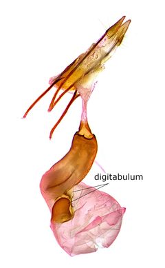 Hydriomena transfigurata by no rights reserved, uploaded by Jack Gelinas. Used under a CC0 license.