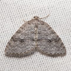 Nomenia duodecemlineata by (c) Ken-ichi Ueda, some rights reserved (CC BY), uploaded by Ken-ichi Ueda. Used under a CC-BY license.