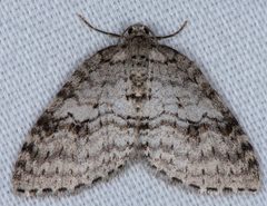 Nomenia duodecemlineata by (c) Don Loarie, some rights reserved (CC BY), uploaded by Don Loarie. Used under a CC-BY license.