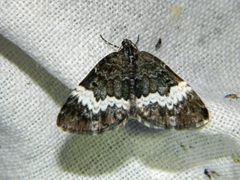 Spargania luctuata by (c) Louis Imbeau, some rights reserved (CC BY), uploaded by Louis Imbeau. Used under a CC-BY license.