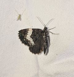 Spargania luctuata by no rights reserved, uploaded by Ben Keen. Used under a CC0 license.