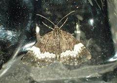 Spargania luctuata by (c) Louis Imbeau, some rights reserved (CC BY), uploaded by Louis Imbeau. Used under a CC-BY license.