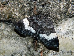 Spargania luctuata by (c) Louis Imbeau, some rights reserved (CC BY), uploaded by Louis Imbeau. Used under a CC-BY license.