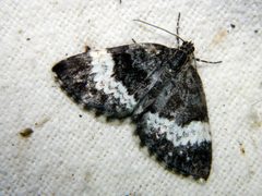 Spargania luctuata by (c) Louis Imbeau, some rights reserved (CC BY), uploaded by Louis Imbeau. Used under a CC-BY license.