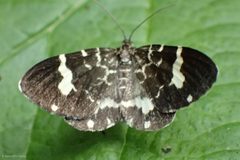 Trichodezia californiata by (c) Ken-ichi Ueda, some rights reserved (CC BY), uploaded by Ken-ichi Ueda. Used under a CC-BY license.