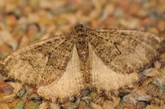 Triphosa californiata by (c) Hawk T., some rights reserved (CC BY), uploaded by Hawk T.. Used under a CC-BY license.