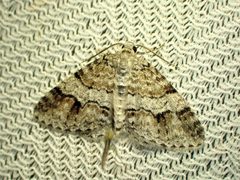 Venusia cambrica by (c) Louis Imbeau, some rights reserved (CC BY), uploaded by Louis Imbeau. Used under a CC-BY license.
