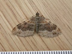 Xanthorhoe ferrugata by (c) Donald Hobern, some rights reserved (CC BY). Used under a CC-BY license.