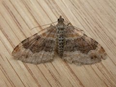 Xanthorhoe ferrugata by (c) Donald Hobern, some rights reserved (CC BY). Used under a CC-BY license.