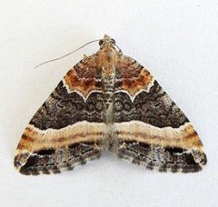 Xanthorhoe mirabilata by (c) jimeckert49, some rights reserved (CC BY). Used under a CC-BY license.
