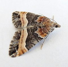 Xanthorhoe mirabilata by (c) jimeckert49, some rights reserved (CC BY). Used under a CC-BY license.