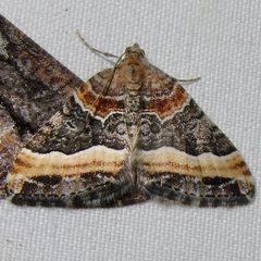 Xanthorhoe mirabilata by (c) Sue Carnahan, some rights reserved (CC BY), uploaded by Sue Carnahan. Used under a CC-BY license.