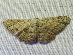 Cyclophora nanaria by (c) Annika Lindqvist, some rights reserved (CC BY), uploaded by Annika Lindqvist. Used under a CC-BY license.