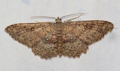 Cyclophora nanaria by (c) Nick Block, some rights reserved (CC BY), uploaded by Nick Block. Used under a CC-BY license.
