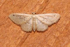 Idaea hilliata by (c) Laura Gaudette, some rights reserved (CC BY), uploaded by Laura Gaudette. Used under a CC-BY license.