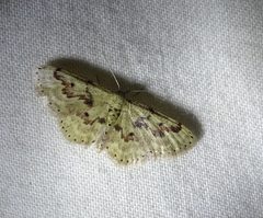 Idaea micropterata by no rights reserved, uploaded by Michael W Belitz. Used under a CC0 license.