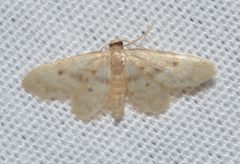 Idaea minuta by (c) Andy Reago & Chrissy McClarren, some rights reserved (CC BY). Used under a CC-BY license.