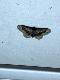 Idaea occidentaria by (c) Jared Shorma, some rights reserved (CC BY), uploaded by Jared Shorma. Used under a CC-BY license.