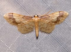 Idaea skinnerata by (c) Laura Gaudette, some rights reserved (CC BY), uploaded by Laura Gaudette. Used under a CC-BY license.