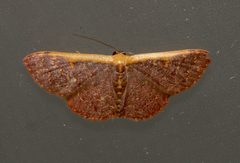 Leptostales crossii by (c) Laura Gaudette, some rights reserved (CC BY), uploaded by Laura Gaudette. Used under a CC-BY license.