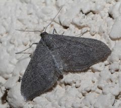Lobocleta griseata by (c) Lon Brehmer, some rights reserved (CC BY), uploaded by Lon Brehmer. Used under a CC-BY license.