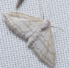 Lobocleta lanceolata by (c) Luis Fernando Valdez Ojeda, some rights reserved (CC BY), uploaded by Luis Fernando Valdez Ojeda. Used under a CC-BY license.