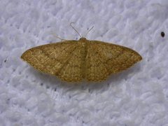Pleuroprucha asthenaria by (c) Donald Hobern, some rights reserved (CC BY). Used under a CC-BY license.