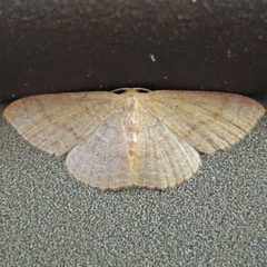 Pleuroprucha insulsaria by (c) Bill Keim, some rights reserved (CC BY). Used under a CC-BY license.