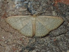 Pleuroprucha insulsaria by (c) John P Friel, some rights reserved (CC BY), uploaded by John P Friel. Used under a CC-BY license.