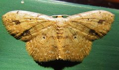 Scopula compensata by (c) Annika Lindqvist, some rights reserved (CC BY), uploaded by Annika Lindqvist. Used under a CC-BY license.