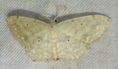 Scopula compensata by no rights reserved, uploaded by kcthetc1. Used under a CC0 license.