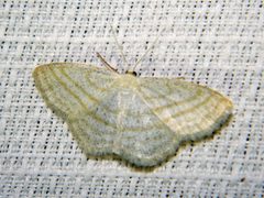 Scopula quadrilineata by (c) Louis Imbeau, some rights reserved (CC BY), uploaded by Louis Imbeau. Used under a CC-BY license.