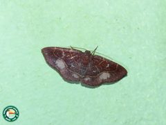 Semaeopus by (c) Diogo Luiz, some rights reserved (CC BY), uploaded by Diogo Luiz. Used under a CC-BY license.