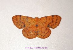 Semaeopus by no rights reserved, uploaded by Ferhat Gundogdu. Used under a CC0 license.