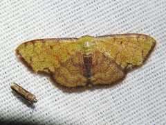 Semaeopus marginata by (c) Sam Kieschnick, some rights reserved (CC BY), uploaded by Sam Kieschnick. Used under a CC-BY license.