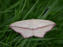 Timandra by (c) Donald Hobern, some rights reserved (CC BY). Used under a CC-BY license.