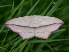 Timandra by (c) Donald Hobern, some rights reserved (CC BY). Used under a CC-BY license.