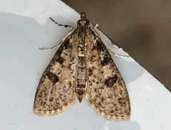 Palpita aenescentalis by (c) Alan Macnaughton, some rights reserved (CC BY), uploaded by Alan Macnaughton. Used under a CC-BY license.