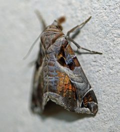 Calyptis by (c) Nigel Voaden, some rights reserved (CC BY). Used under a CC-BY license.