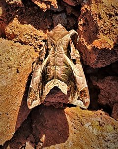 Calyptis by (c) Gerry van Tonder, some rights reserved (CC BY), uploaded by Gerry van Tonder. Used under a CC-BY license.