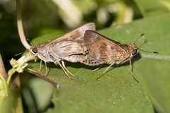 Nyctelius by no rights reserved, uploaded by Frank Thomas Sautter. Used under a CC0 license.