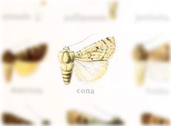 Euxoa cona by no rights reserved, uploaded by Andreas Manz. Used under a CC0 license.
