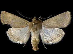 Euxoa punctigera by (c) Doug Macaulay, some rights reserved (CC BY), uploaded by Doug Macaulay. Used under a CC-BY license.